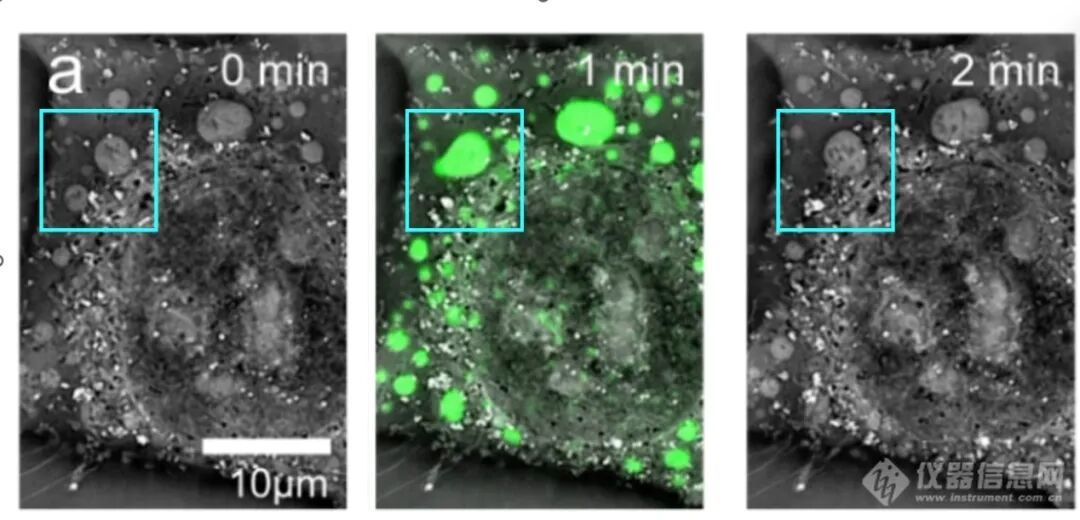 计算光学驱动的新一代显微革命：无标记光强衍射层析赋能活细胞与类器官三维成像