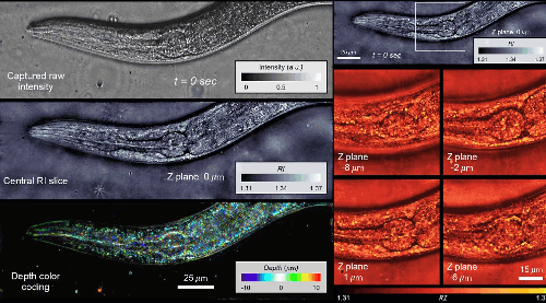 3-D RI of dynamic unstained, live C. elegans worms at a 10.6-Hz volume rate within a volume of 333μm×98μm×21μm.
