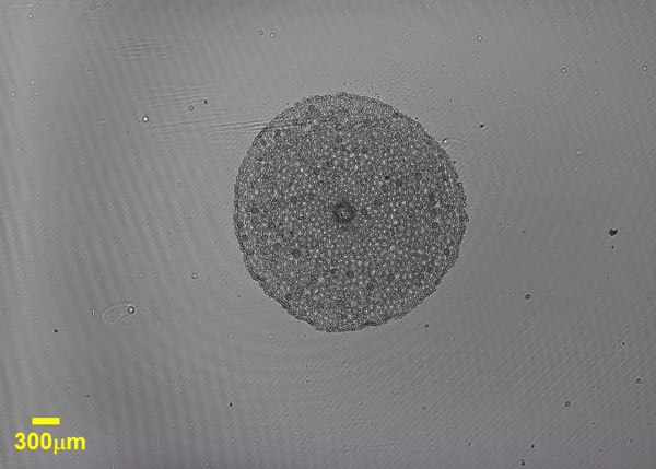 6.gif