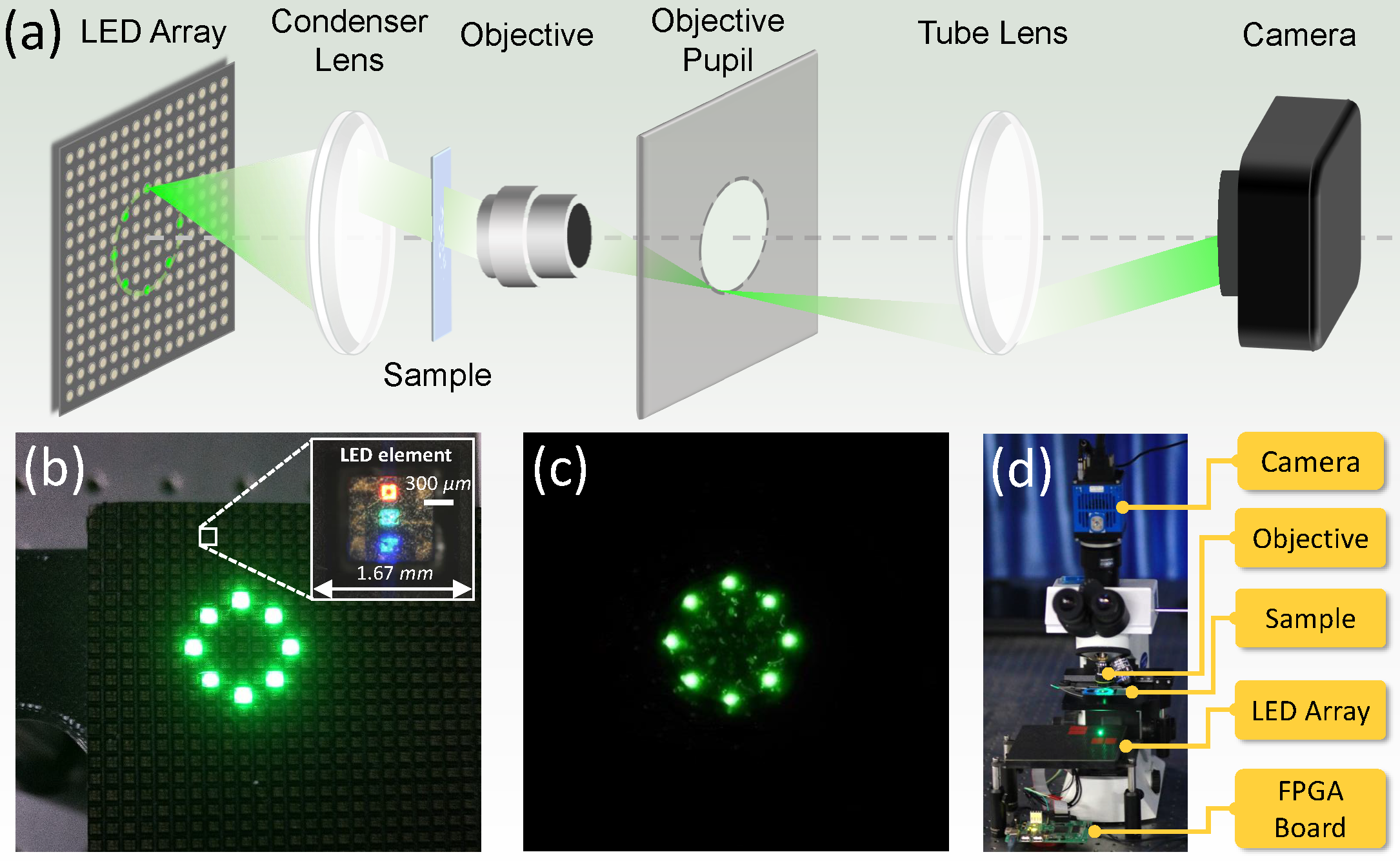 本实验室博士研究生李加基在显微相位成像领域的文章被Biomedical Optics Express接收